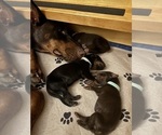 Small #4 Doberman Pinscher
