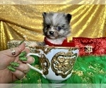 Small Photo #34 Pomeranian Puppy For Sale in HAYWARD, CA, USA