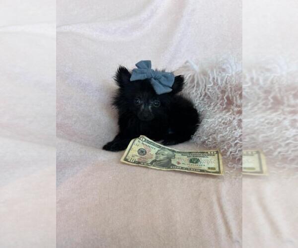 Medium Photo #16 Poodle (Toy) Puppy For Sale in DELRAY BEACH, FL, USA