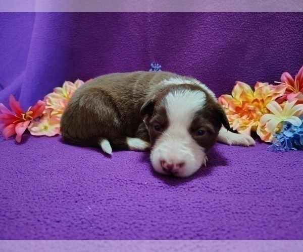 Medium Photo #2 Border Collie Puppy For Sale in NORBORNE, MO, USA