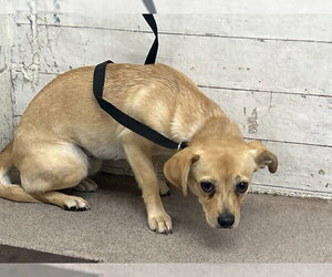 Chihuahua Dogs for adoption in San Bernardino, CA, USA