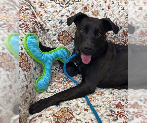 Medium Photo #6 Mutt Puppy For Sale in Rockaway, NJ, USA