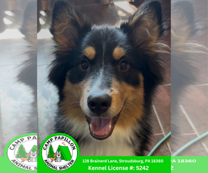 Alaskan Malamute-Border Collie Mix Dogs for adoption in Stroudsburg, PA, USA
