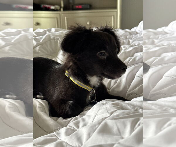 Medium Photo #4 Chihuahua-Unknown Mix Puppy For Sale in Plainfield, IL, USA