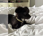 Small #3 Chihuahua Mix