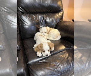 Cavachon Puppy for sale in ORTONVILLE, MI, USA