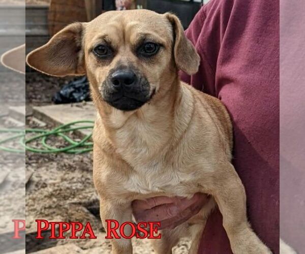 Medium Photo #5 Dachshund-Unknown Mix Puppy For Sale in San Antonio, TX, USA