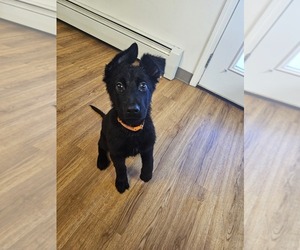 German Shepherd Dog Puppy for sale in JBER, AK, USA