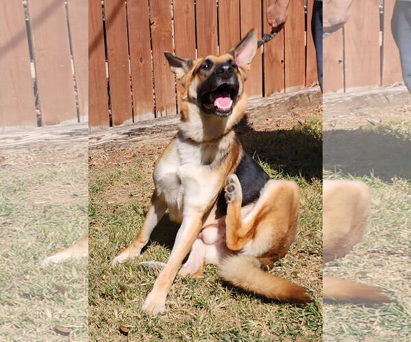 Medium Photo #3 German Shepherd Dog-Unknown Mix Puppy For Sale in Wetumpka, AL, USA