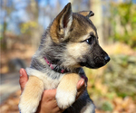 Puppy Magenta German Shepherd Dog-Siberian Husky Mix