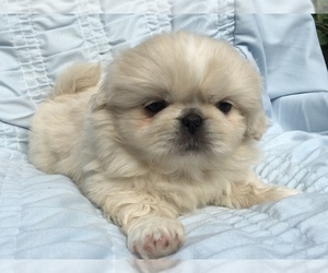 Pekingese Puppy for sale in MESQUITE, TX, USA