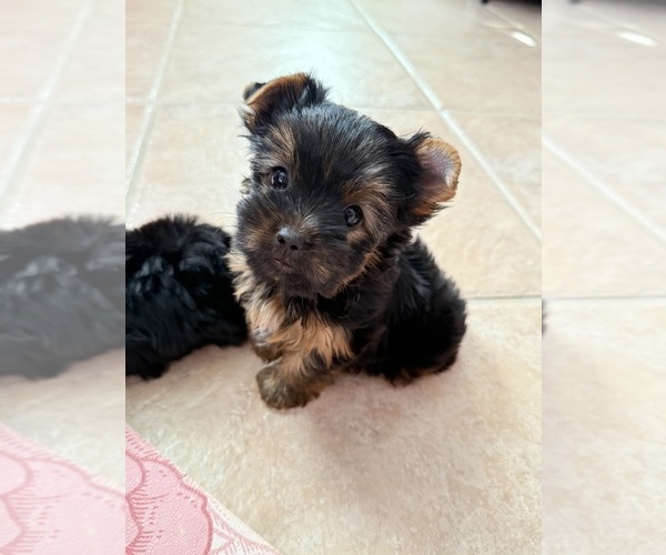 Medium Photo #3 Yorkshire Terrier Puppy For Sale in VALRICO, FL, USA