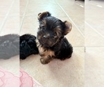Small #2 Yorkshire Terrier