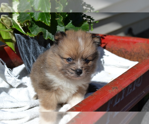 Medium Photo #1 Pomeranian Puppy For Sale in GREENWOOD, WI, USA