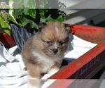 Puppy 4 Pomeranian