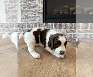 Medium English Springer Spaniel