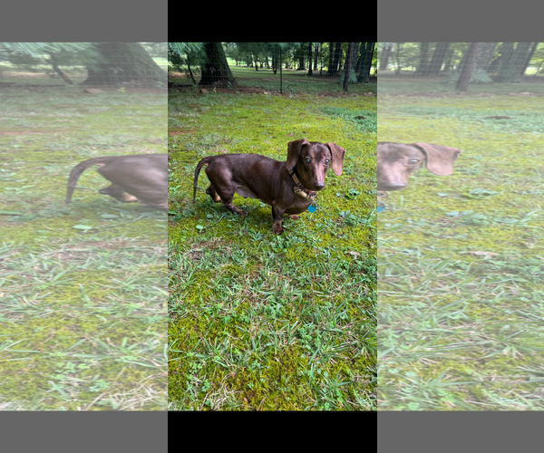 Medium Photo #6 Dachshund Puppy For Sale in Fruitland, SC, USA