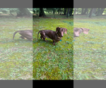 Small #5 Dachshund