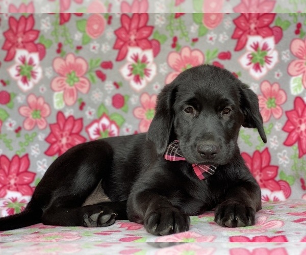 Medium Photo #2 Shepradors Puppy For Sale in LANCASTER, PA, USA