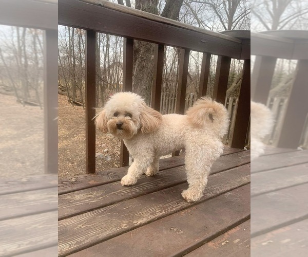 Medium Photo #1 Lhasa-Poo Puppy For Sale in SPRING GROVE, IL, USA
