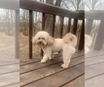 Small Photo #1 Lhasa-Poo Puppy For Sale in SPRING GROVE, IL, USA