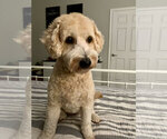Small Photo #40 Goldendoodle (Miniature) Puppy For Sale in CAPE CORAL, FL, USA