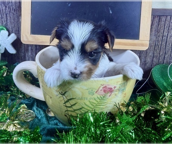 Medium Photo #28 Yorkshire Terrier Puppy For Sale in CASSVILLE, MO, USA