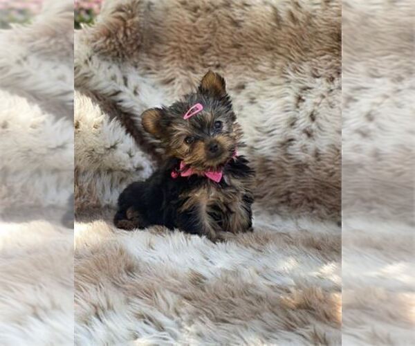Medium Photo #1 Yorkshire Terrier Puppy For Sale in VERO BEACH, FL, USA