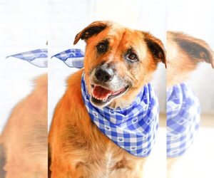 Eddie - Male Mutt Dog for Adoption - Photo #4