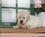 Small Photo #14 Labrador Retriever Puppy For Sale in STANLEY, NY, USA