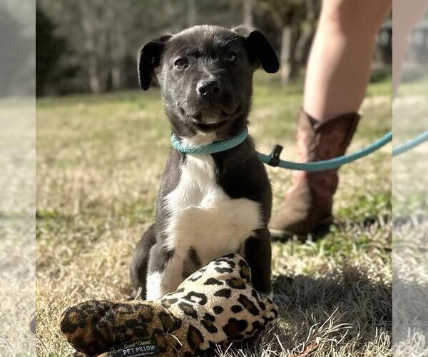 Medium Photo #4 Labrador Retriever-Unknown Mix Puppy For Sale in Yardley, PA, USA