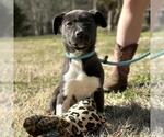 Small #3 Labrador Retriever Mix