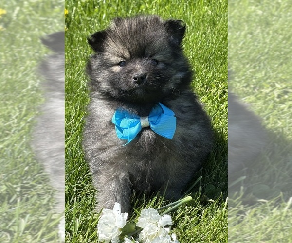 Medium Photo #3 Pomeranian Puppy For Sale in ROCK STREAM, NY, USA