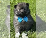 Small #2 Pomeranian