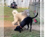 Small #3 Labrador Retriever Mix