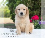 Small #3 Golden Retriever