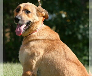 Tooger - Longest Canine Resident - Male Mutt Dog for Adoption - Photo #7