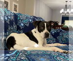 Small #1 Boxer Mix