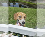 Small #5 Beagle