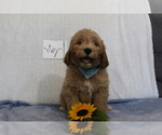 Puppy 2 Goldendoodle-Poodle (Standard) Mix