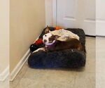 Small #18 American Pit Bull Terrier Mix