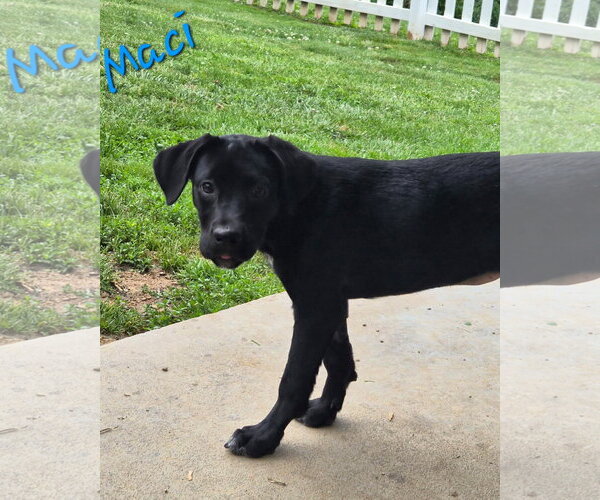 Medium Photo #2 Labrador Retriever-Unknown Mix Puppy For Sale in Rutledge, TN, USA