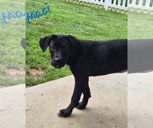 Macy - Female Labrador Retriever-Unknown Mix Dog for Adoption - Photo #2