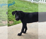 Small #1 Labrador Retriever Mix
