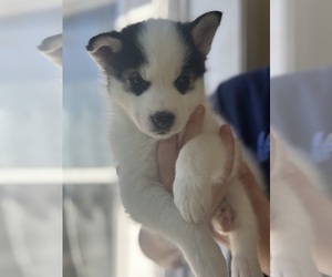 Pomsky Puppy for Sale in BRAINERD, Minnesota USA