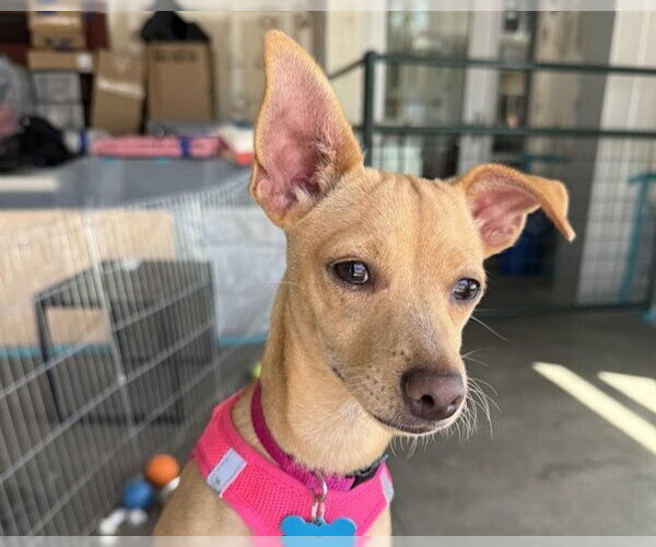 Medium Photo #1 Chiweenie Puppy For Sale in Berkeley , CA, USA