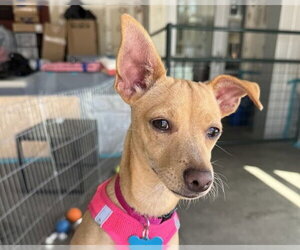 Chiweenie Dogs for adoption in Berkeley , CA, USA