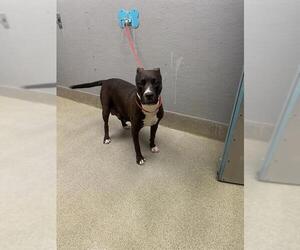 Mutt Dogs for adoption in Las Vegas, NV, USA