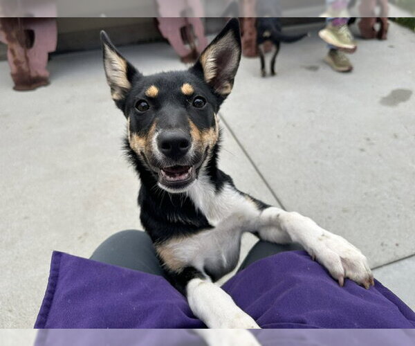 Medium Photo #1 Mutt Puppy For Sale in Santa Cruz, CA, USA