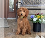 Small #5 Goldendoodle